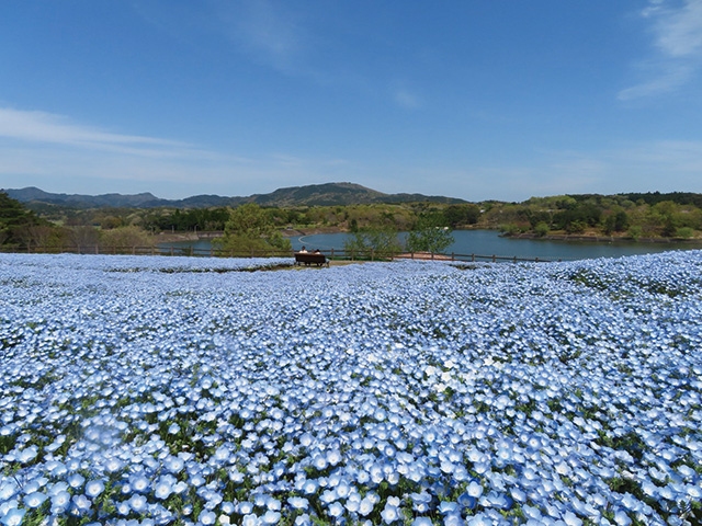 ダム湖を囲む園内に広がる約5,000㎡のフラワーガーデンは、春はネモフィラが一面に咲き誇り、空、湖、ネモフィラの「青」のグラデーションが美しい。ほかに、体験農園やキャンプ場などもあり家族でのおでかけにもぴったり。