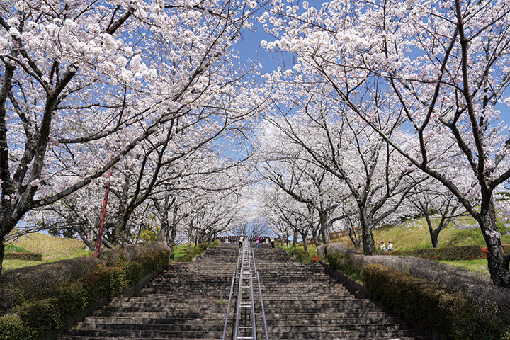 菊池市を見渡せる小高い丘にあり、22種約3,000本のサクラを求めて、花見客でにぎわう。ほかに芝生広場や4種のアスレチック遊具がある。4月中旬まで「菊池さくらまつり」を開催中。夜間にはライトアップも実施予定。