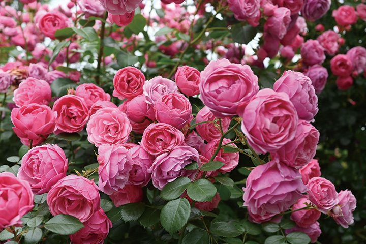 約2万坪の敷地に季節ごとのハーブが育ち、約600種1,000本のバラや、サクラが咲き誇る。園内にはハーブを使った料理を味わえるカフェもあり、ハーブや花々を五感で感じられる。春の一日、ボタニカルな時間を過ごしてみては。