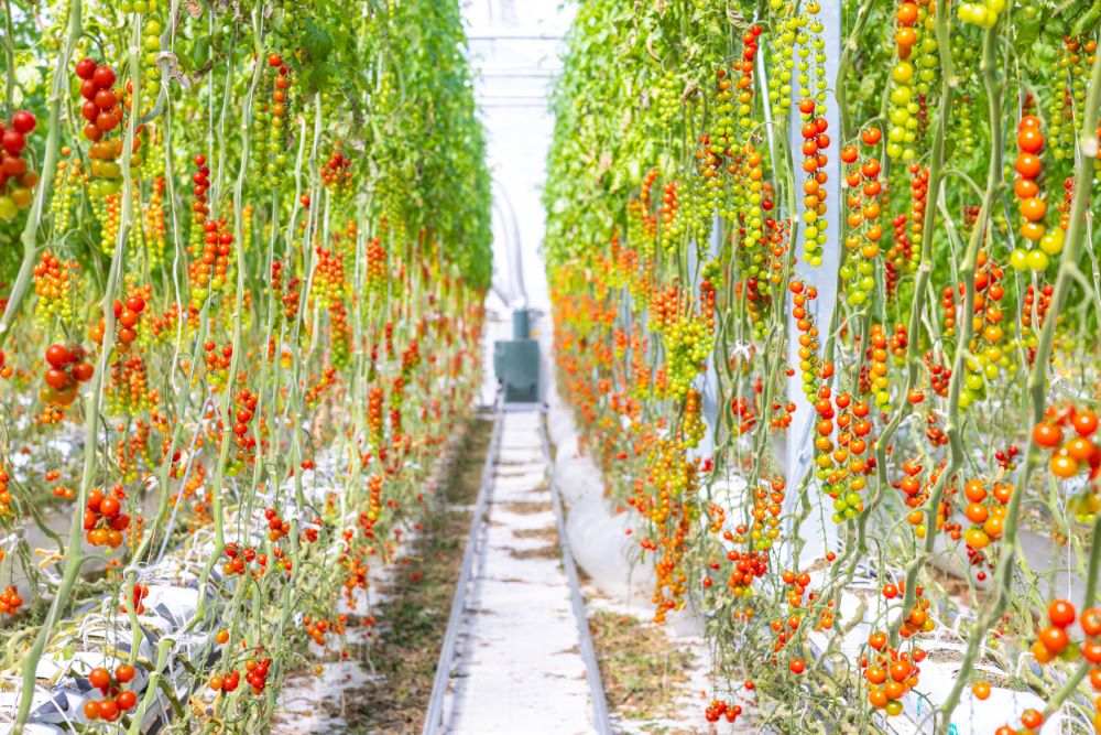 井出トマト農園