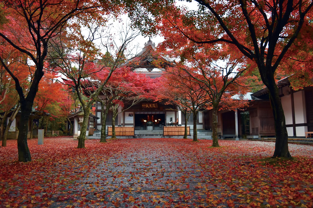 呑山観音寺の、参道が紅葉の落ち葉で埋め尽くされた美しい秋の境内