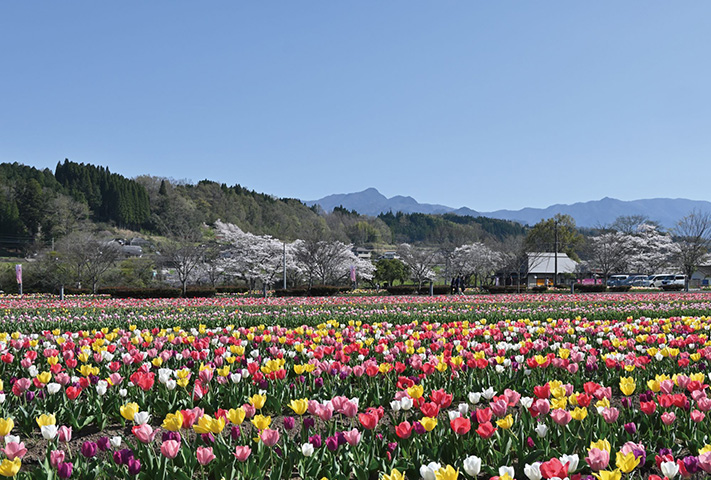 原尻の滝周辺では色とりどりのチューリップと2種類の菜の花が楽しめる。開花時期の恒例イベント「おがたチューリップフェスタ」（4/3㊎～12㊐）が開催中の土日は、緒方総合運動公園からシャトルバスも運行される。