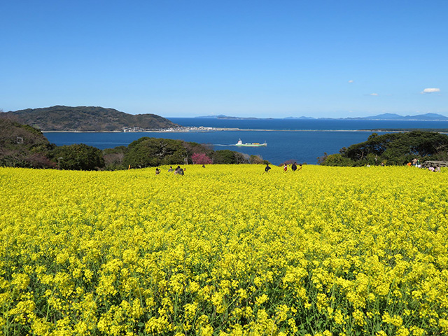 能古島の北端に広がる、青い空と海に囲まれた自然公園。菜の花やサクラのほか、カラフルで鮮やかなリビングストンデージーは地面を覆うように咲き、SNS映えすると人気だ。博多湾を一望できるコテージやBBQ施設もあり、花見やレジャーと共に楽しめる。

