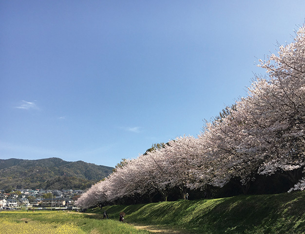 約300mのサクラ並木と広大な菜の花畑が春を彩る。ピンクと黄色のコントラストが美しく、まるで絵画のような風景が広がる。展望台の下には資料館もあり、歴史と自然を同時に楽しめる名所。散策や撮影にもおすすめだ。