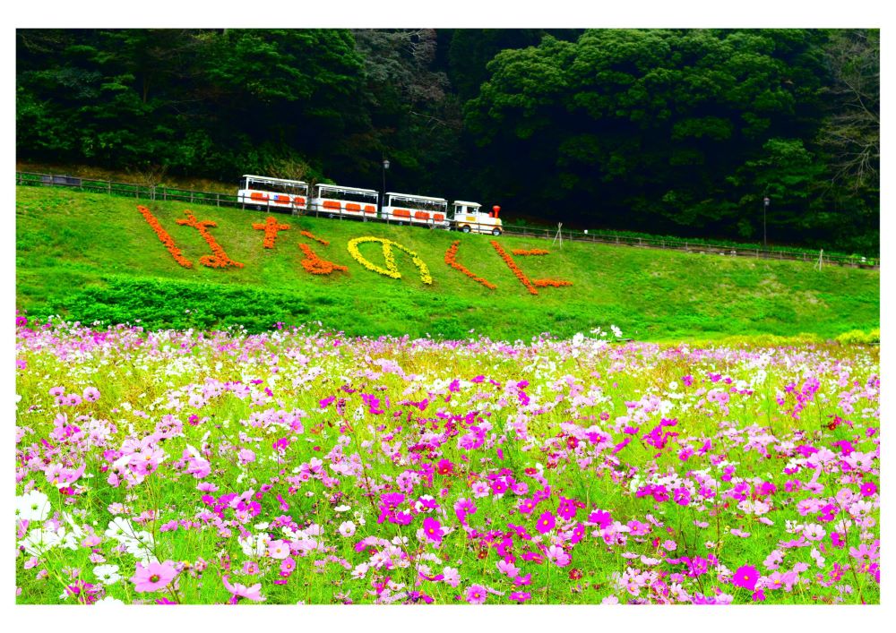 くりはま花の国