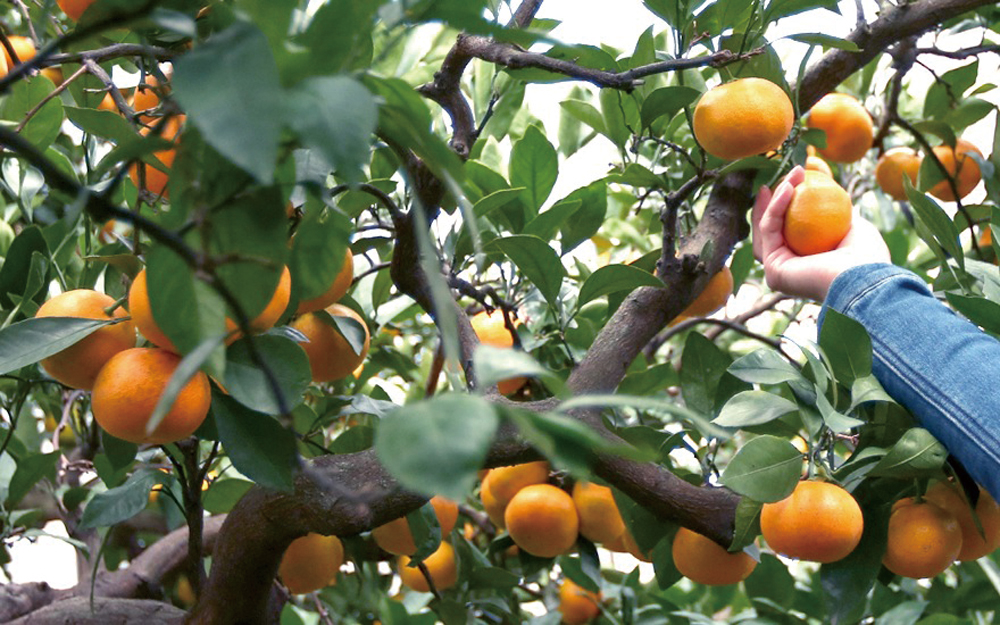 優峰園フルーツランドで、たわわに実ったみかんを収穫する様子