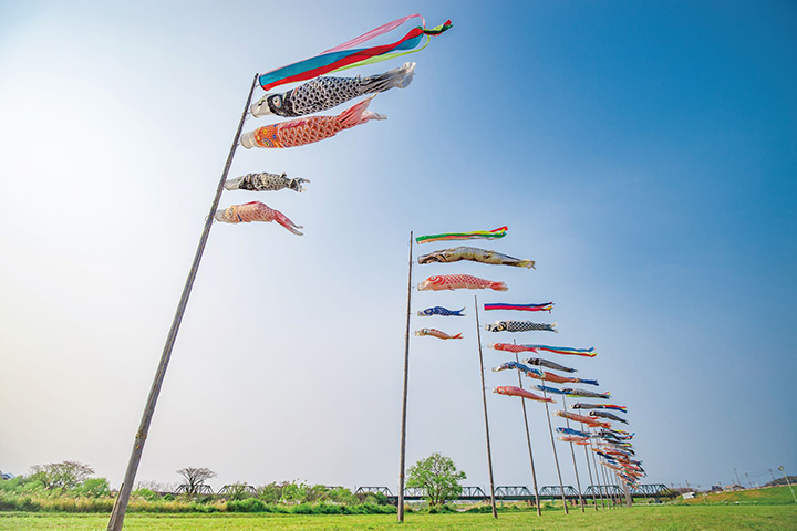 「なかま三世代ふれあいの会」が中心となって20年以上続けられている恒例行事。家庭で不用になったものなど市民から寄贈された鯉のぼりを活用し、約150匹の鯉のぼりが約250mにわたって遠賀川河川敷を彩る。