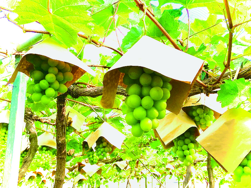 平井観光農園のぶどう棚に実る、袋がかけられたシャインマスカットの房