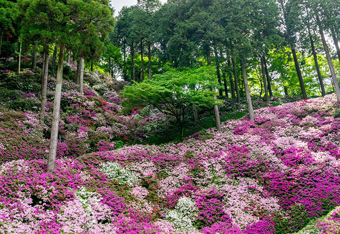 717（養老元）年に行基が開山したと伝わる大興善寺は、別名〝つつじ寺〟とも呼ばれるほどツツジの名所として知られている。本堂の裏山である契山一帯に広がる「契園」では、例年4月中旬から5月上旬にかけ、約5万本のツツジが美しく、盛大に咲き誇る。また26年は本尊ご開帳の年。詳しくはＨＰを確認