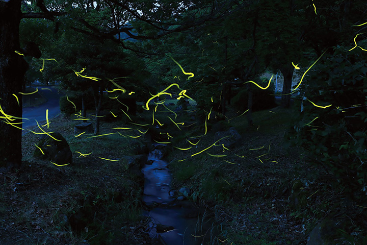 東峰村に夏の始まりを告げる風物詩。県下でも有数のホタル名所として知られ、毎年6月上旬に「棚田親水公園」で開催、多くの人が幻想的なホタルを見に訪れる。ステージイベントや特産品が当たる抽選会なども行われる。