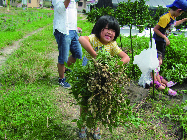 西山田観光農園で、収穫したばかりのたくさんの落花生を抱えて喜ぶ女の子