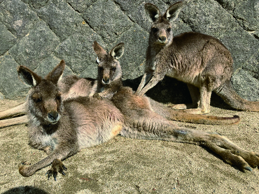 響灘緑地グリーンパークで、仲良くくつろぐ3頭のカンガルー