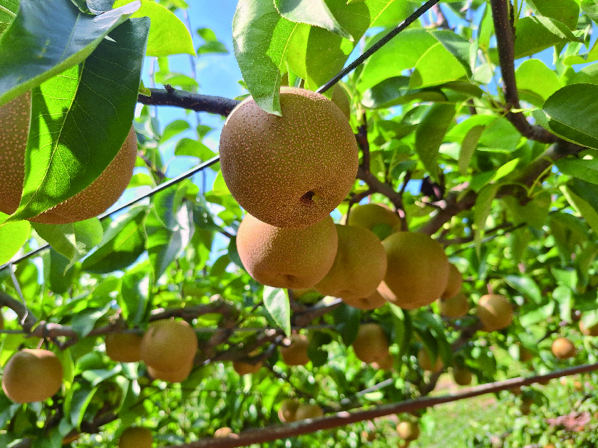 長野幸水園の、緑の葉の間から顔をのぞかせる美味しそうに実った梨