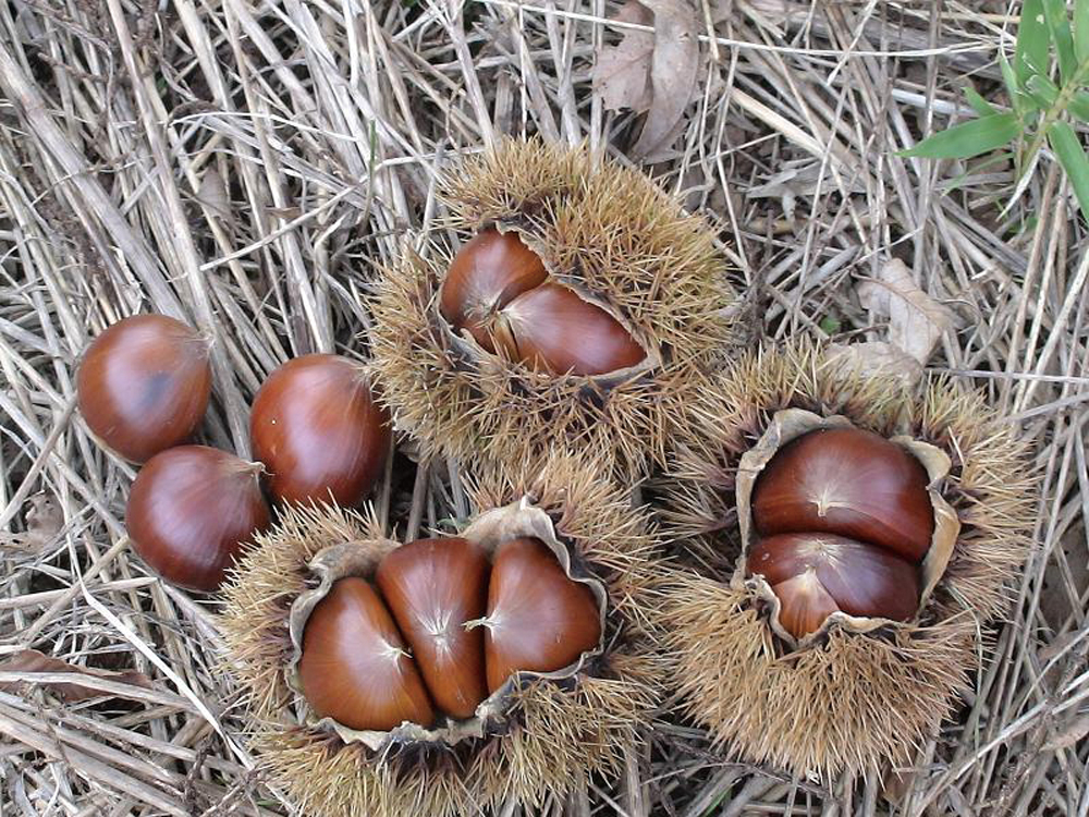 ぶぜんフルーツランドで収穫された、いがの中から顔をのぞかせるツヤツヤの栗