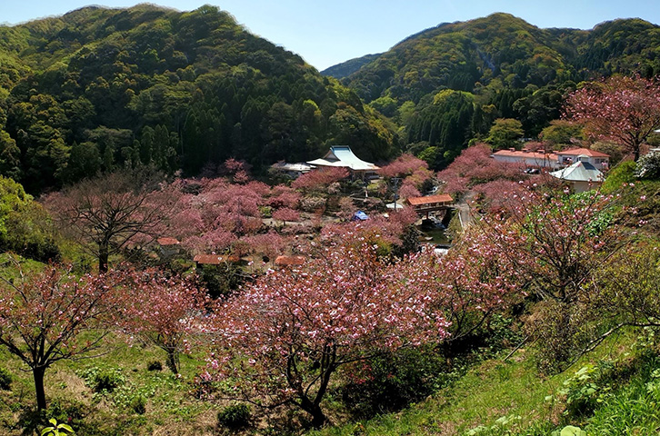 高さ20ｍの不動明王、17ｍの薬師観音が迎える一心寺。1963（昭和38）年の建立以来、2万坪の敷地にヤエザクラが植えられ、その規模は西日本随一といわれる。開花に合わせ4/3㊎～19㊐には「一心寺ぼたん桜雲海祭り」が開催される。谷を埋め尽くすように咲く優美なサクラに酔いしれよう。