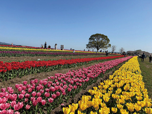遠賀川河川敷に、56種17万本のチューリップが咲く。希少品種も多く、やぐらの上からの絶景やタイミングが合えばサクラとの競演も楽しめる。「のおがたチューリップフェア2026」開催中の週末には吹奏楽など地元団体によるパフォーマンスも。