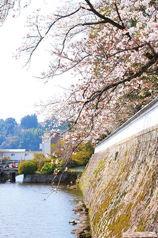 江戸時代に日田代官の居城として使われた永山城の跡で、現在は石垣と白壁、堀が残る。その石垣沿いにサクラが咲く様子は日田の歴史を感じさせる。江戸時代の風情を残す豆田町も近くにあり、足を延ばして観光するのもいい。