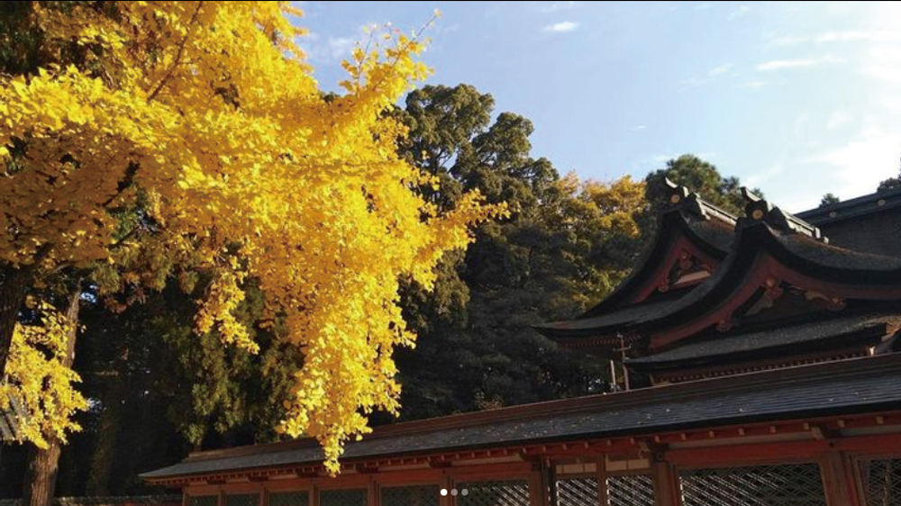 香椎宮の歴史ある社殿と、見事に黄葉した大イチョウの木