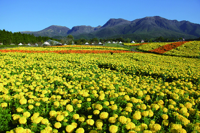 くじゅう連山を背景に、くじゅう花公園に広がる黄色いマリーゴールドの花畑