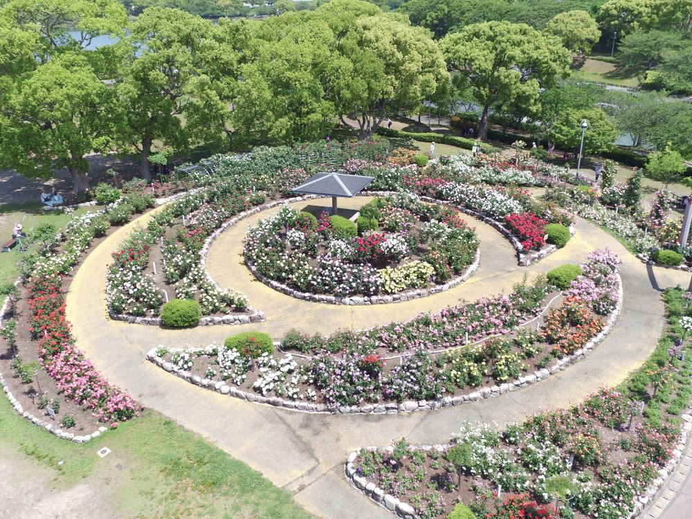 駕与丁公園の、渦巻き状のデザインが美しいバラ園の全体風景