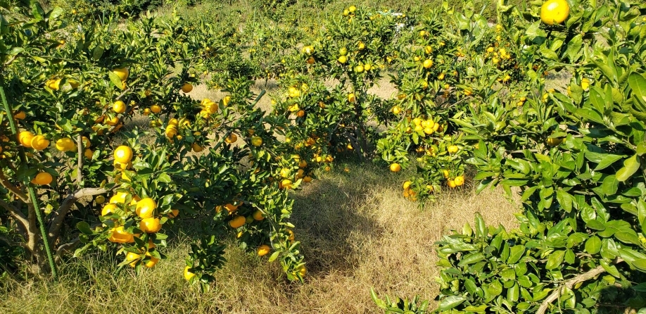 マルイファーム