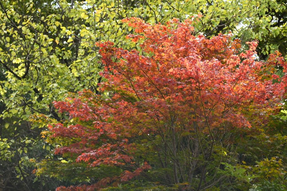 野毛山（のげやま）公園・野毛山動物園