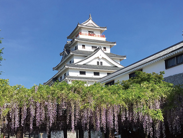 ソメイヨシノやヤマザクラなど約220本が満開となり、城と調和する日本情緒あふれる景色を演出する。4月下旬からは樹齢100年超のフジ棚が彩りを添える。天守閣5階の展望所から虹の松原や玄界灘を一望できるのも魅力。