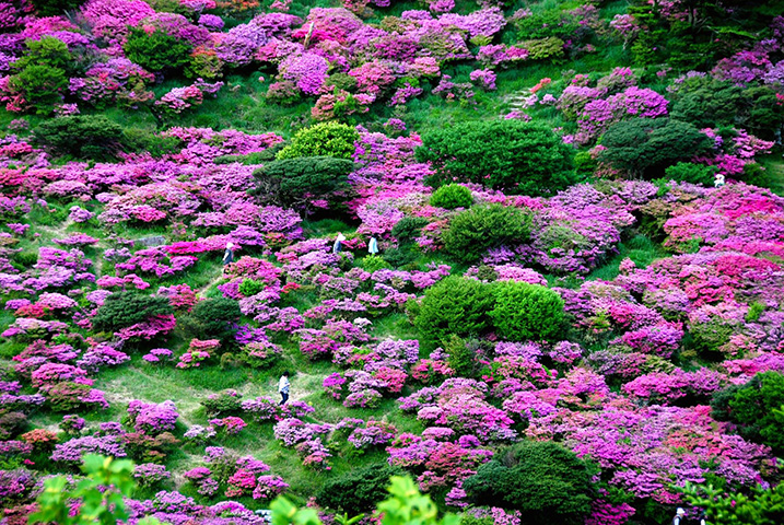 四季を通じて雲仙観光の人気スポットである仁田峠は、5月上旬ごろにピンク色のミヤマキリシマが見ごろを迎える。間近で観賞するもよし、妙見岳山頂と結ばれたロープウェイから普賢岳などの眺めと共に見下ろすのも絶景だ。