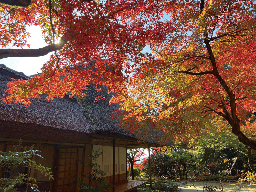 九年庵の茅葺屋根の建物と、陽光に透ける鮮やかな紅葉
