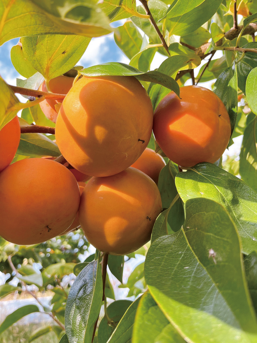 中野果実園の木になった、太陽の光を浴びる美味しそうな柿の実