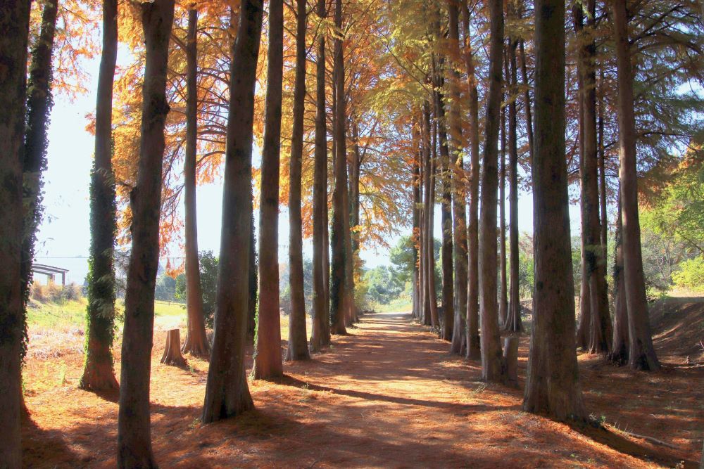 メタセの杜の、高くそびえるメタセコイアが黄金色に染まる秋の並木道