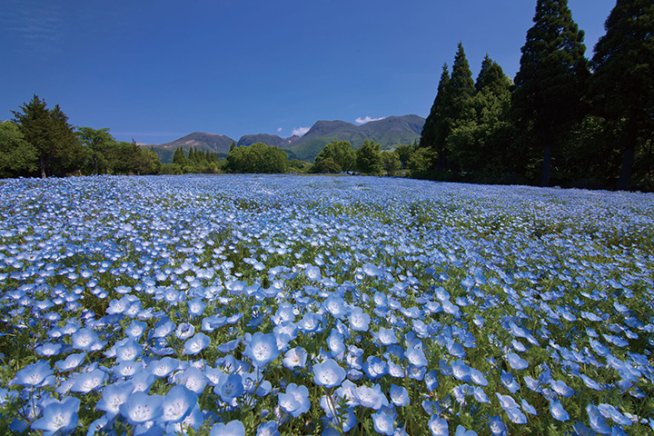 春から秋に約500種500万本の花々が咲く園内では4/18㊏～6/7㊐に「スプリングフラワーフェスタ」を開催。9,000㎡に6万株が植え付けられたネモフィラやリビングストンデージー、チューリップなど圧倒的な広さの花畑を満喫。