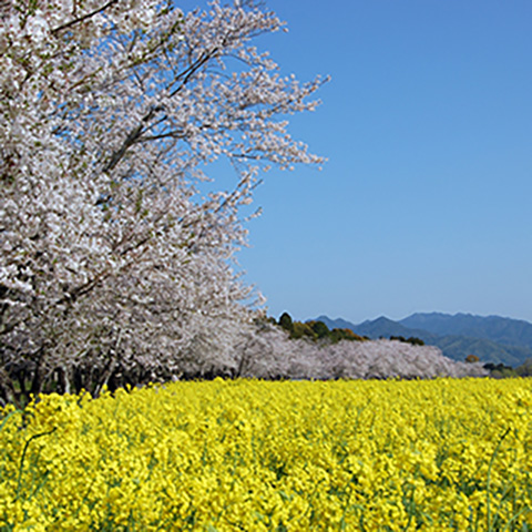 約30万本の菜の花が園内を黄色に染め上げる。イベント広場や御陵墓前広場では2,000本のサクラも開花し、菜の花とのコラボレーションも楽しめる。「西都花まつり」（3/27㊎～4/5㊐）期間中は、夜間ライトアップも予定。