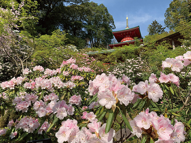 約1,000本の日本シャクナゲと西洋シャクナゲが4～5月にかけて咲き、早咲きから遅咲きまで花のリレーが続く。全長50mの回廊からは天候に左右されず観賞が楽しめ、また、シャクナゲが咲き終わるころには、モミジの新緑も輝く。