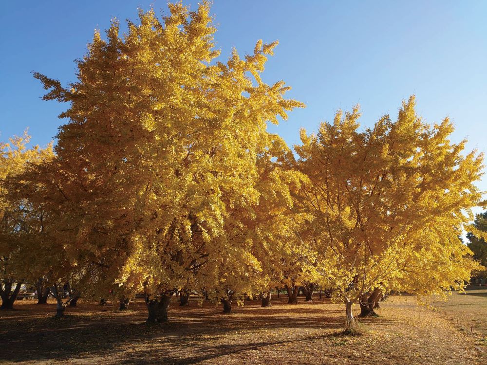 秋晴れの空の下、黄金色に輝く太原のイチョウ並木