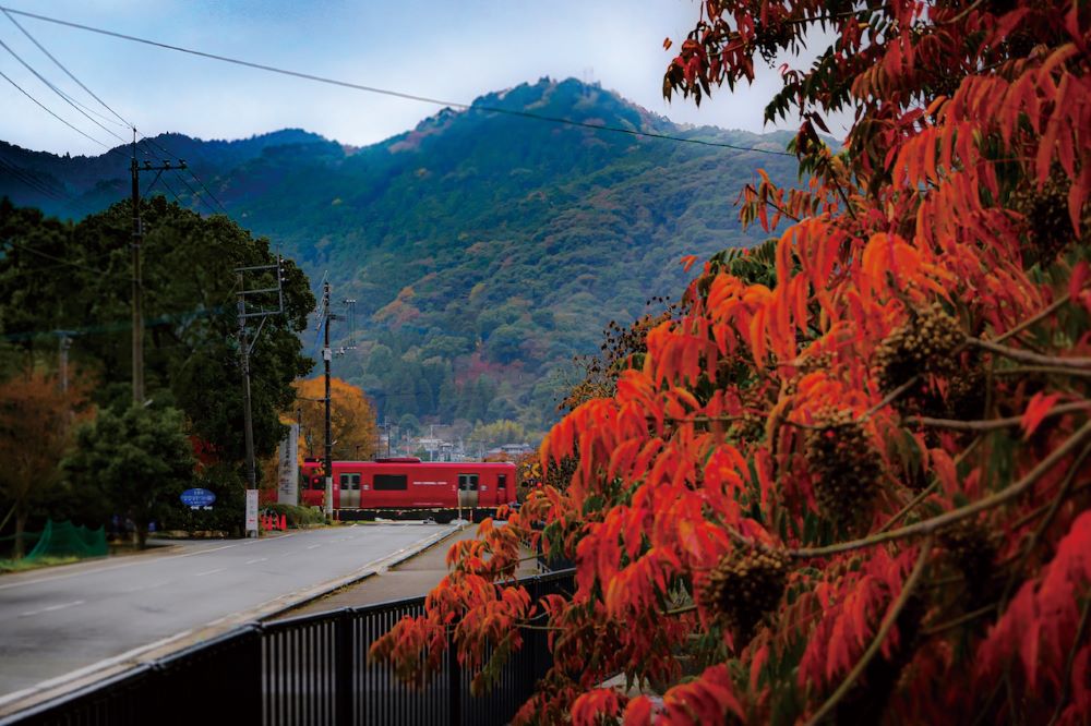 柳坂曽根の櫨並木の燃えるような紅葉と、その奥を走る赤い電車