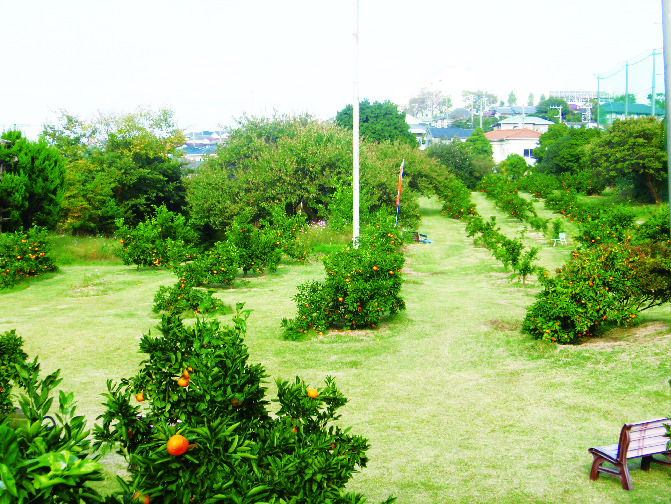 汲沢（ぐみさわ）オレンジファーム