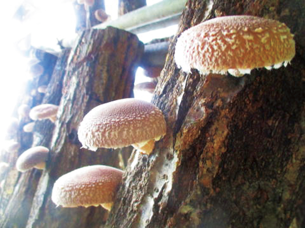 きのこ苑 お山のたいしょう