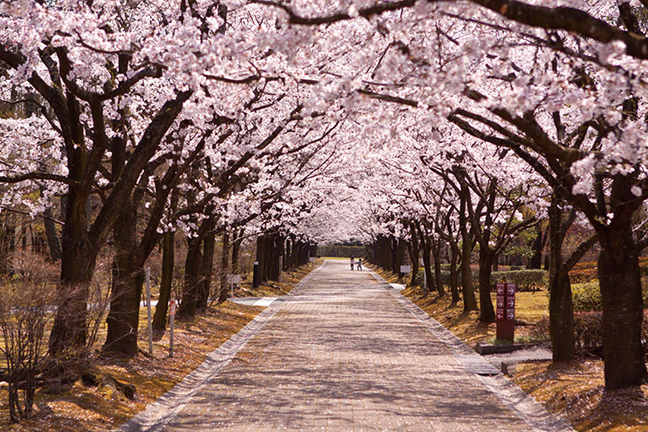 本格麦焼酎「いいちこ」で知られる三和酒類のいいちこ日田蒸留所では蔵見学や試飲を楽しむことができる。構内に約200本のサクラが植えられており名所として人気。「春の蔵開き」（3/28㊏・29㊐）では、蔵人ガイドツアー（要予約・無料）や、いいちこマルシェなど多彩なイベントが実施される。