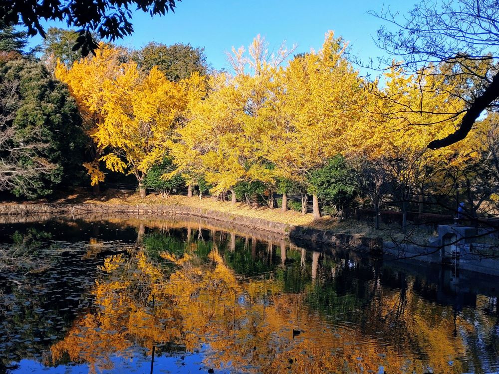 神奈川県立三ツ池公園