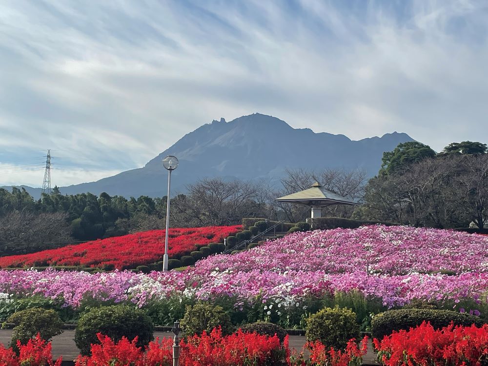 有明の森フラワー公園の、色鮮やかな花畑と遠くに見える雲仙普賢岳