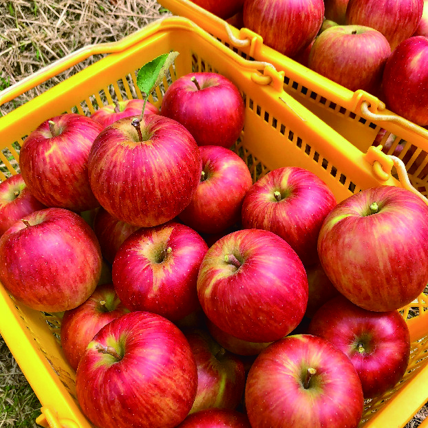 一の里りんご園で収穫された、カゴいっぱいの真っ赤で美味しそうなりんご