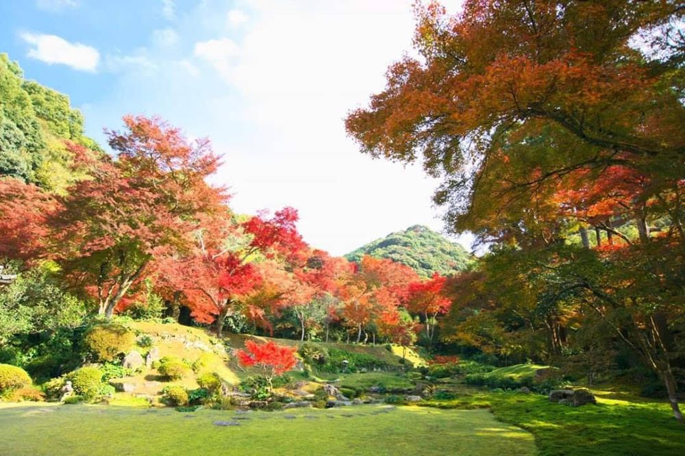 清水寺本坊庭園の、苔むした庭に映える鮮やかな紅葉