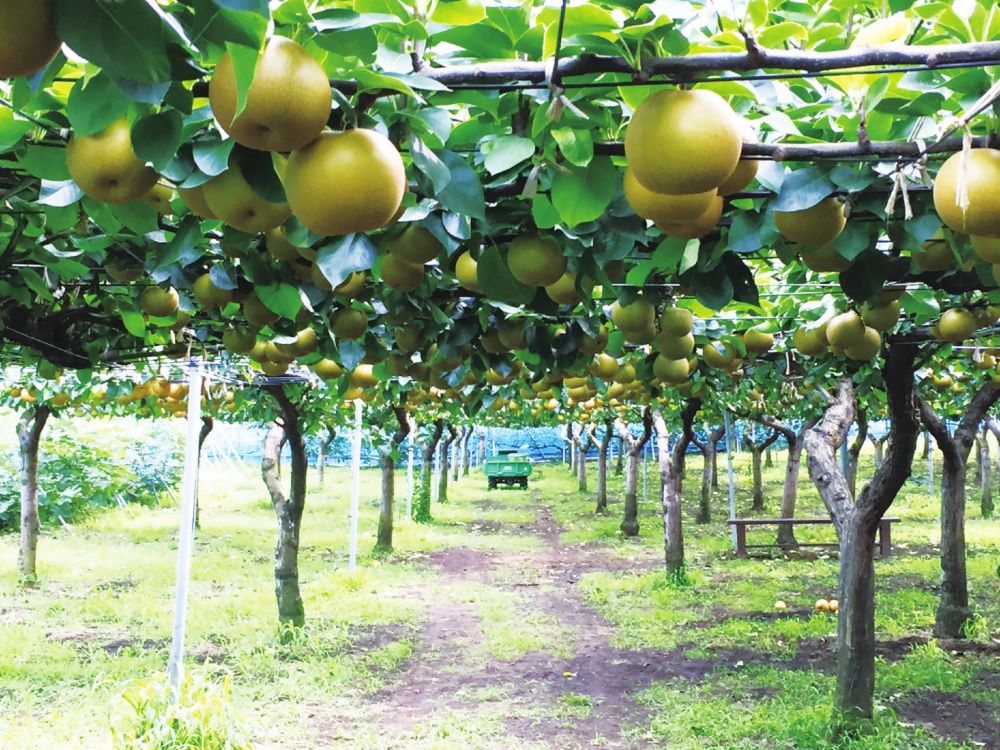 FRUIT PARK YOKOHAMA 芝口果樹園
