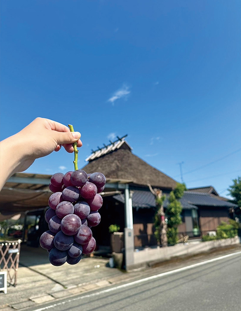 中島農園で収穫した、みずみずしくて大粒のぶどうの房