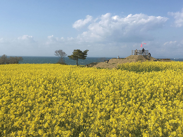 約2,700万本、九州最大級の菜の花が咲き誇る岬では、4/12㊐まで「菜の花フェスタ2026」を開催中。満開になると海風に運ばれる甘い香りも楽しめる。菜の花を使ったパスタやパフェなど期間限定のメニューも味わえる。