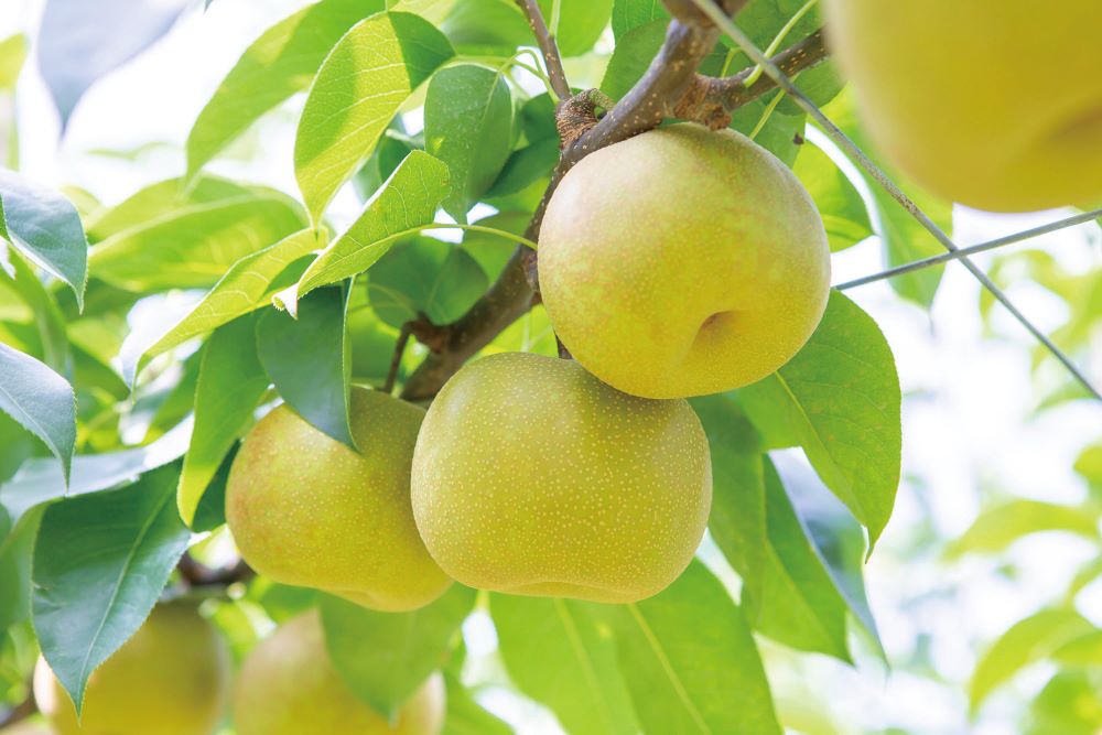 春光園の木になっている、太陽の光を浴びて実ったみずみずしい梨