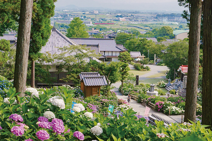 龍護山千光寺は、臨済宗の開祖栄西が開いたとされる寺院で、日本最古の禅寺の一つ（現在は曹洞宗）。〝あじさい寺〟としても知られ、山あいの境内に約7,000株のアジサイが咲き誇る。見ごろは、例年6月上旬から中旬ごろ。