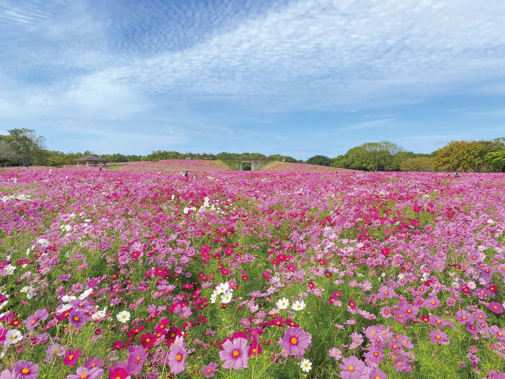 国営海の中道海浜公園に広がる、ピンクや白のコスモスが一面に咲き誇る花の丘