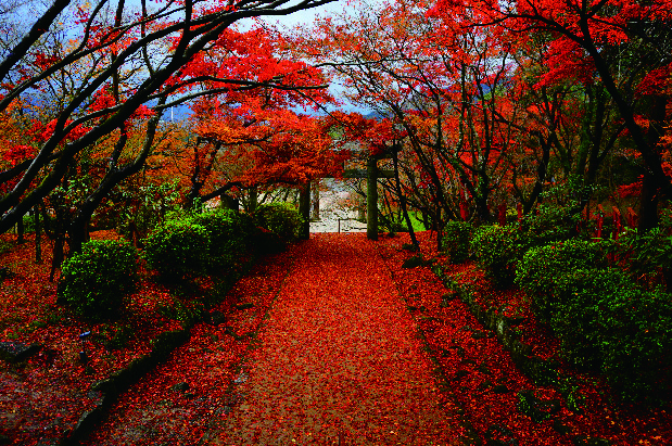 竈門神社の、紅葉のトンネルと落ち葉の絨毯で真っ赤に染まった参道